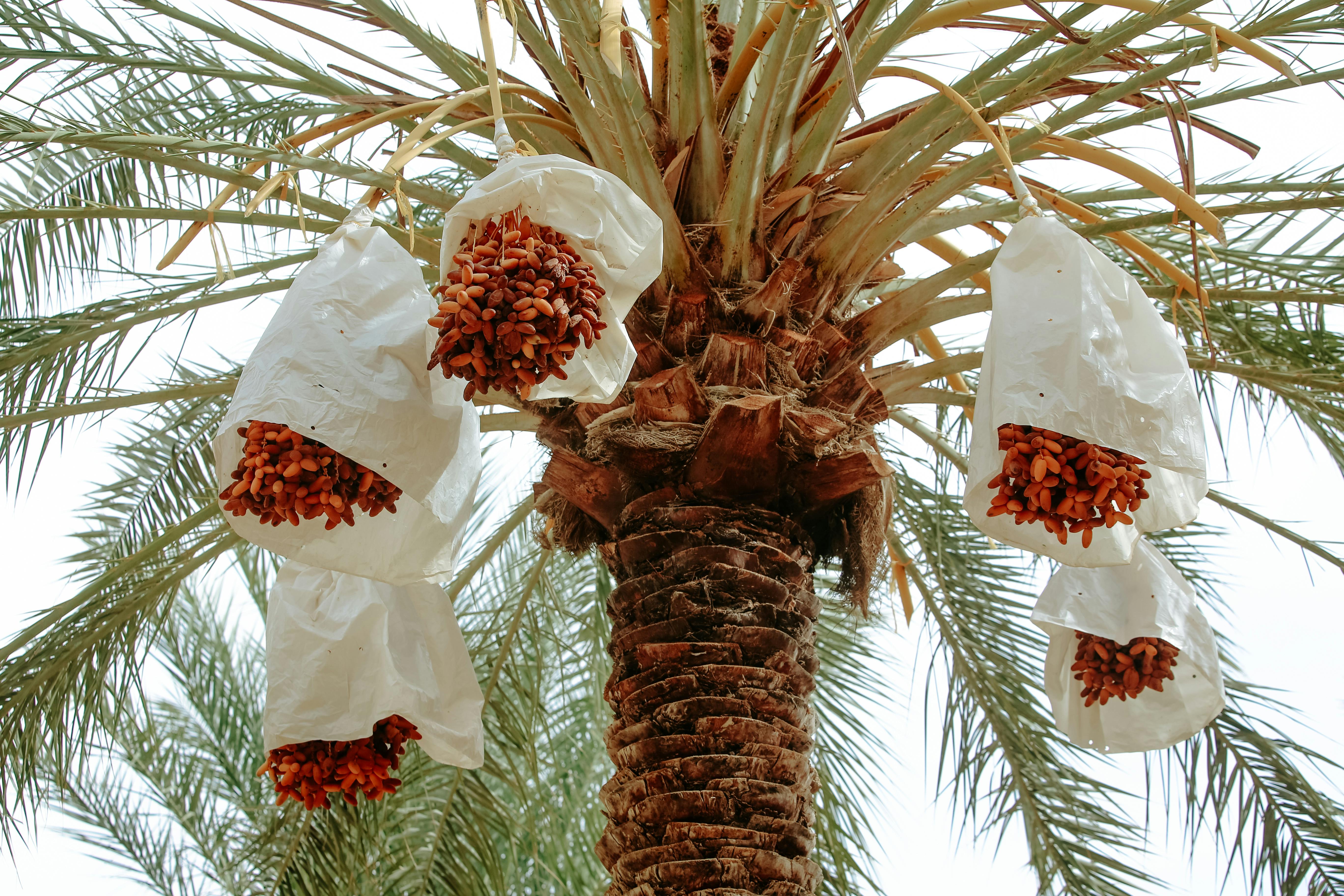 Iranian dates