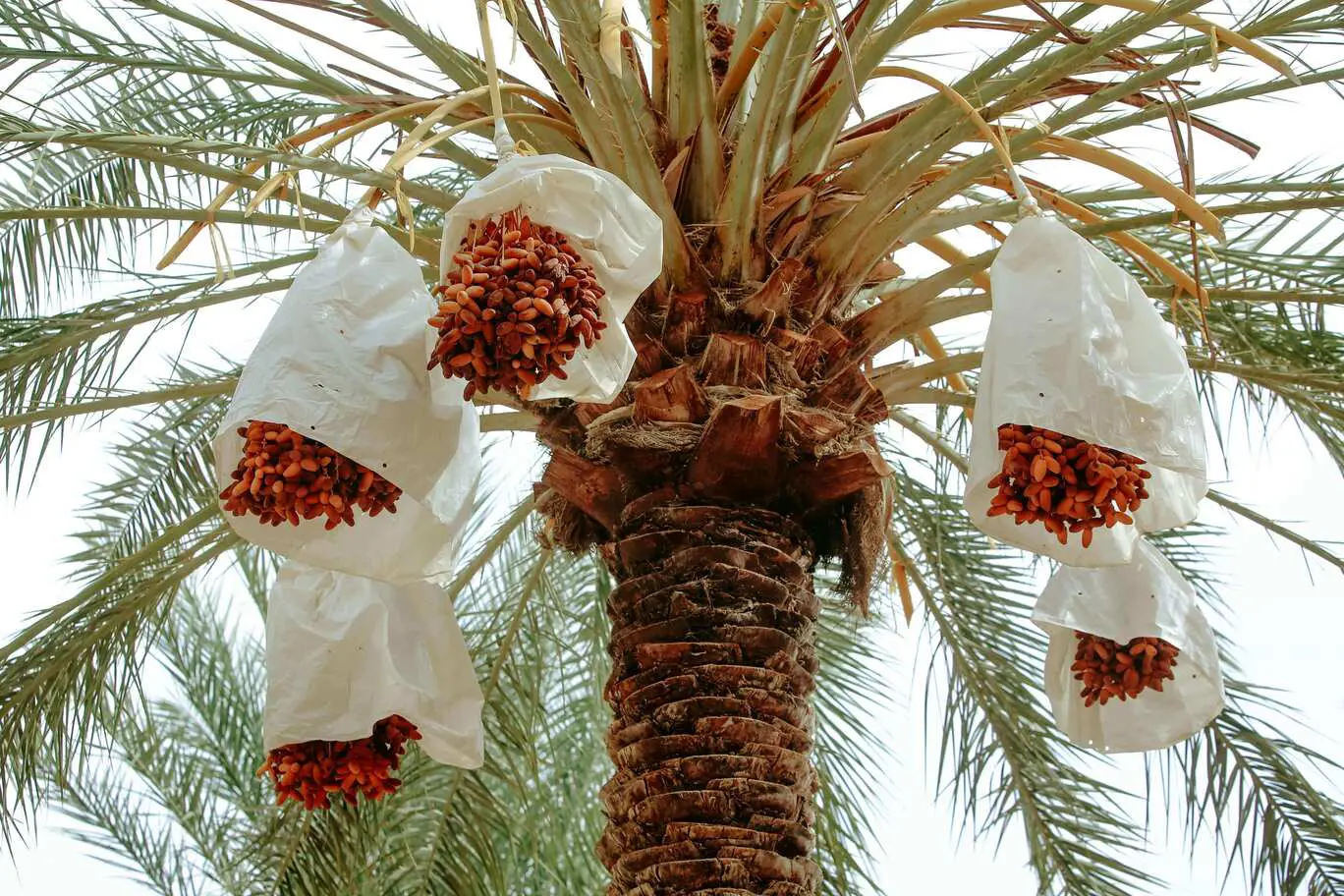 Iranian dates